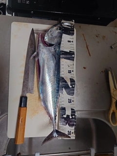 ソウダガツオの釣果