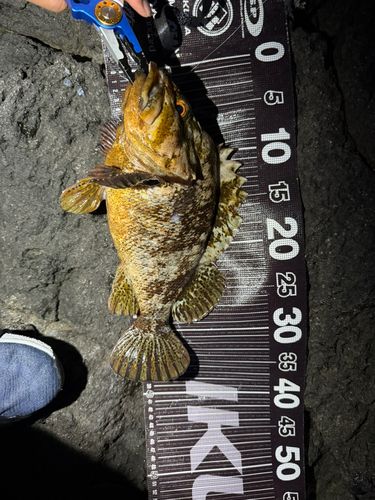 ムラソイの釣果