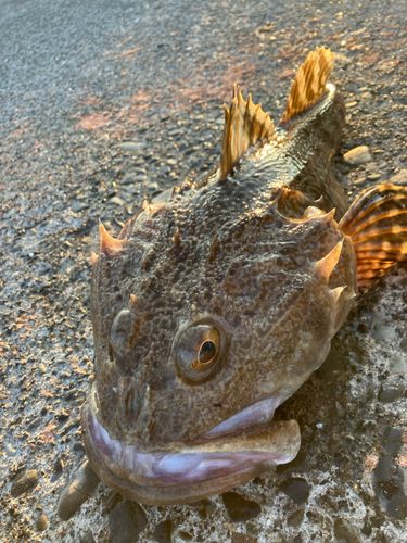 トゲカジカの釣果