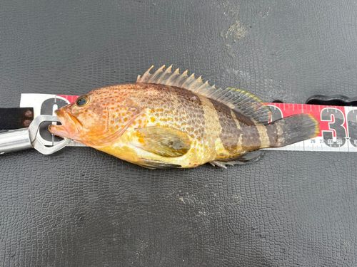 アオハタの釣果