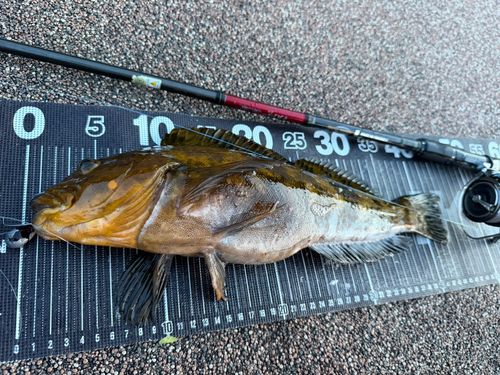 アイナメの釣果