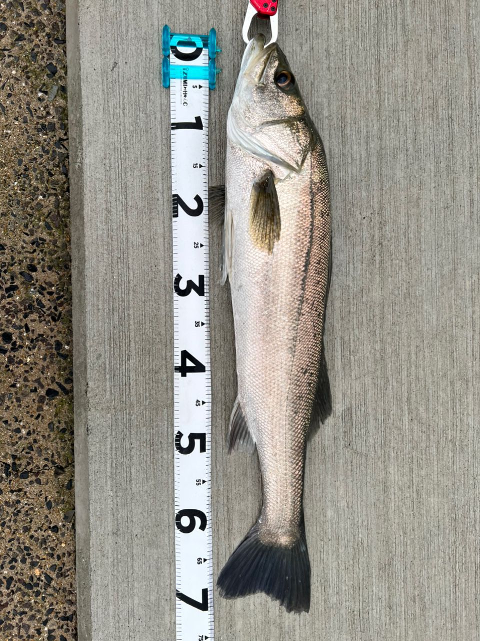 Megabass 空海 CK-83XXHSの最安値・インプレ・釣果 | 本音の口コミが