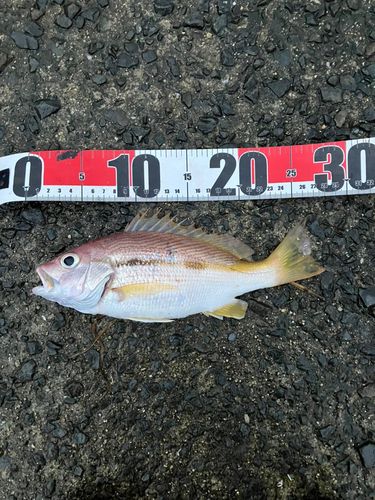 ヨコスジフエダイの釣果