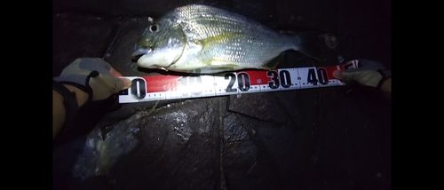 ヘダイの釣果