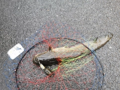 ナマズの釣果