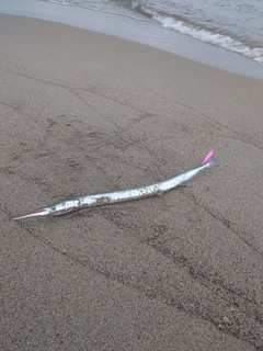 ダツの釣果