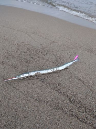 ダツの釣果