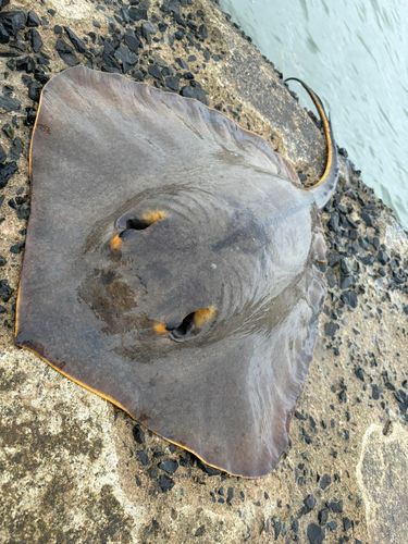 アカエイの釣果
