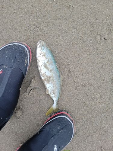 ツバスの釣果
