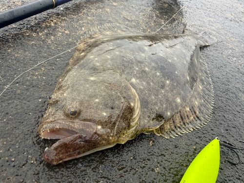 ヒラメの釣果
