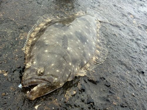 ヒラメの釣果