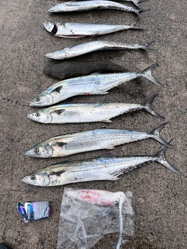 サゴシの釣果