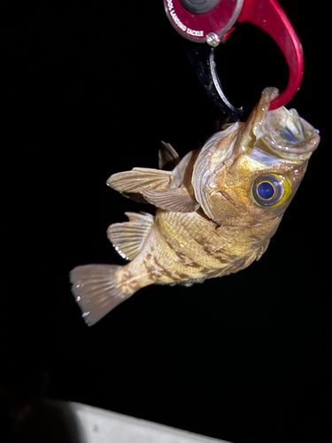 メバルの釣果