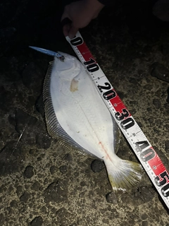 ヒラメの釣果