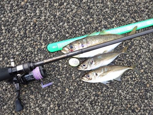 マアジの釣果