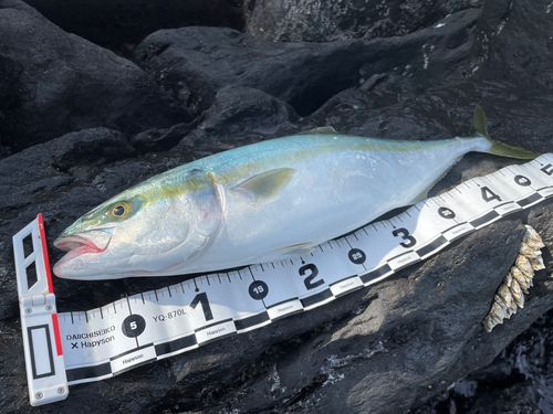 イナダの釣果