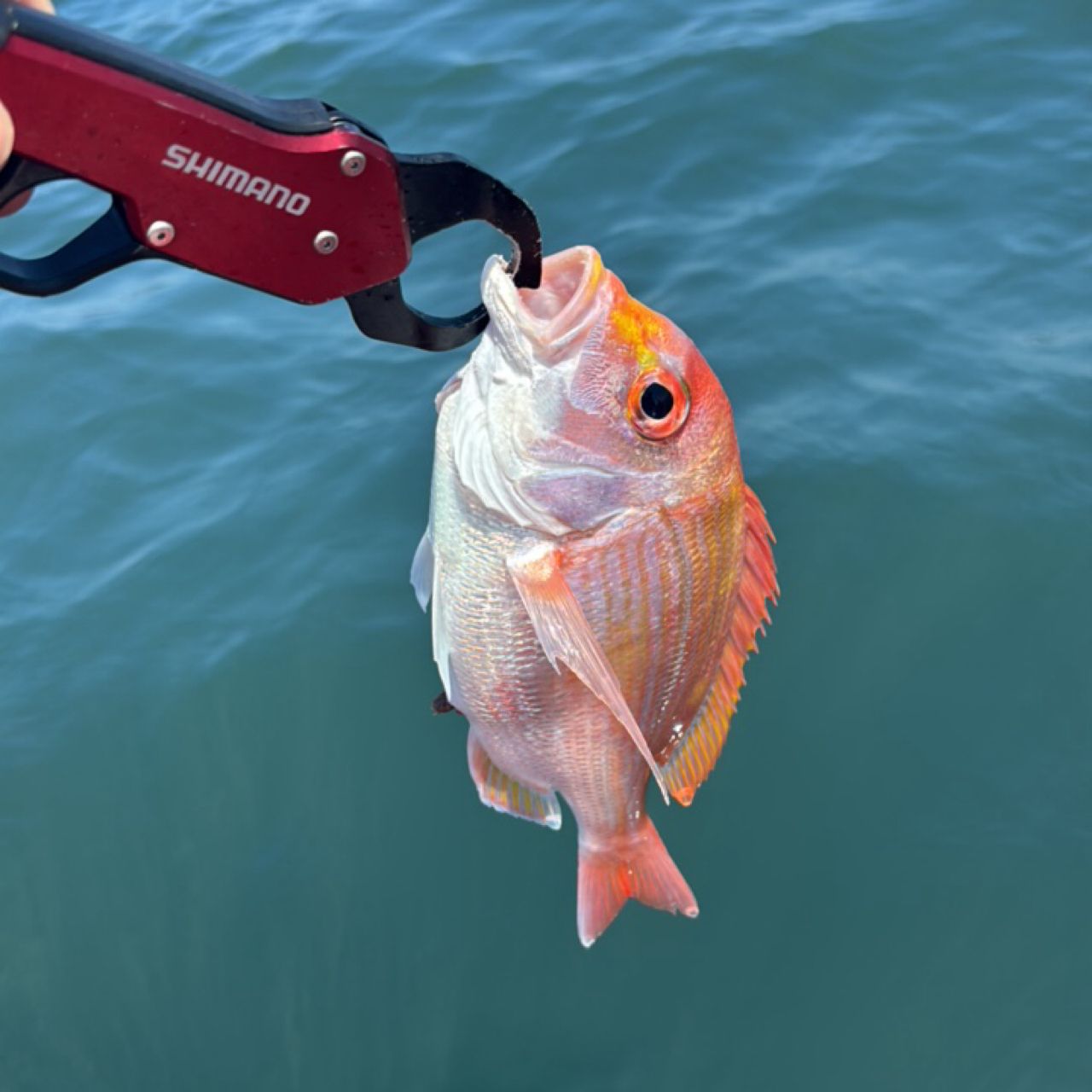 SHIMANO 23ワールドシャウラ リミテッド 1652R-3の最安値・インプレ