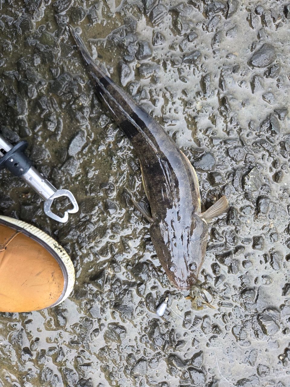 コチの釣果写真