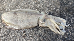 モンゴウイカの釣果