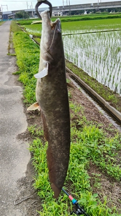 ナマズの釣果