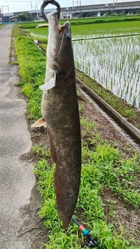 ナマズの釣果