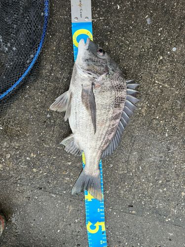チヌの釣果