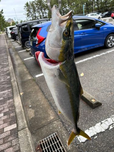 ハマチの釣果