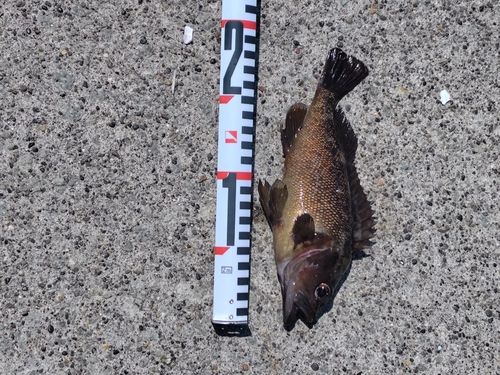 ガヤの釣果