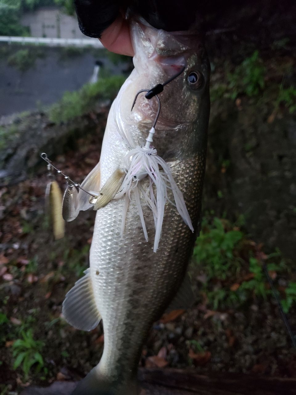 ブラックバスの釣果写真