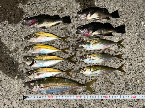 マアジの釣果