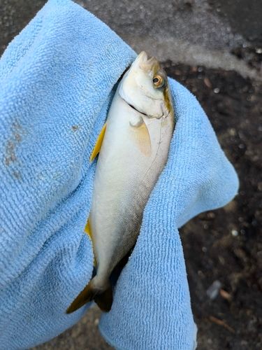 ショゴの釣果