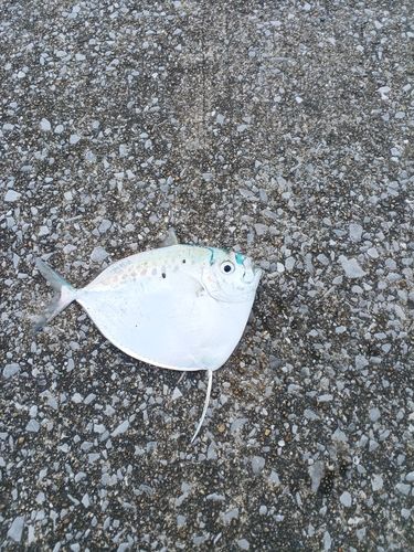 釣果