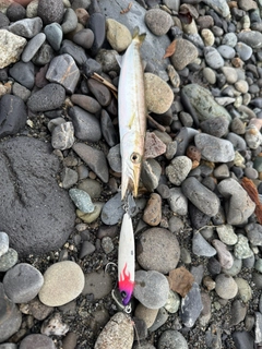 カマスの釣果