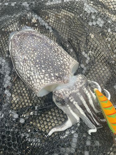 シリヤケイカの釣果
