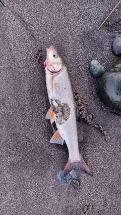 ウグイの釣果