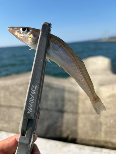 キスの釣果