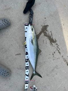 ワラサの釣果