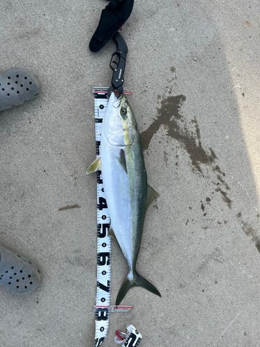 ワラサの釣果