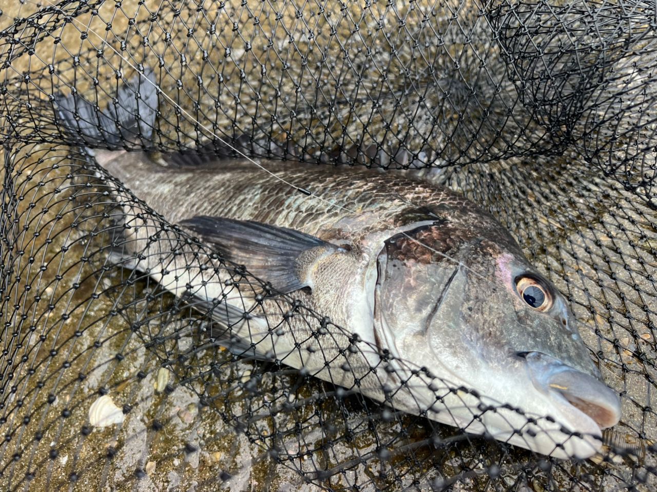 チヌの釣果写真