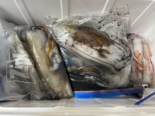 アオリイカの釣果