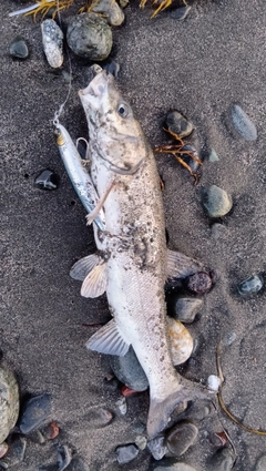 ウグイの釣果