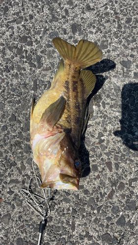シマゾイの釣果
