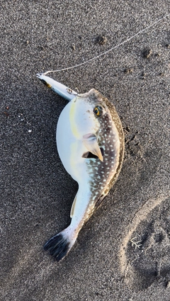 マフグの釣果