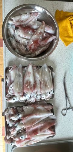 シマメイカの釣果