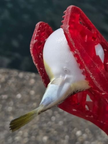 フグの釣果
