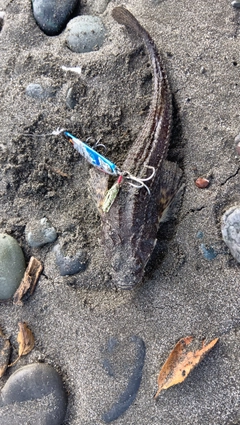 トクビレの釣果