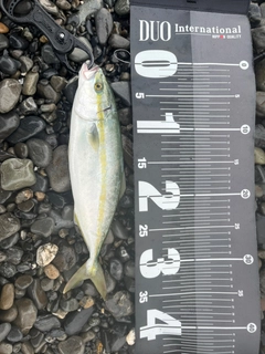 ワカシの釣果