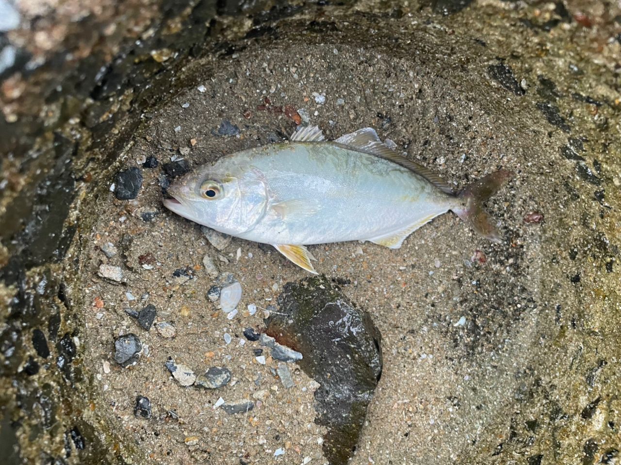 ネリゴ・サバの釣果写真