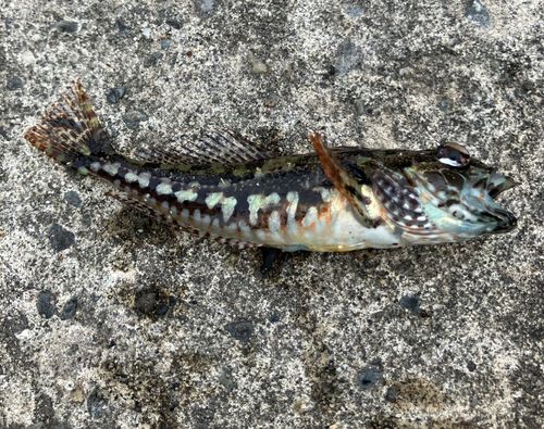 アナハゼの釣果
