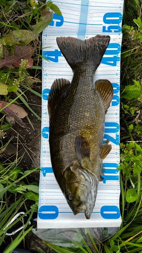 スモールマウスバスの釣果